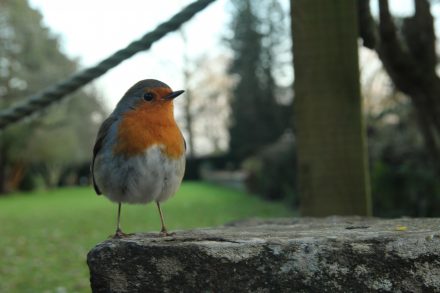Robin posing